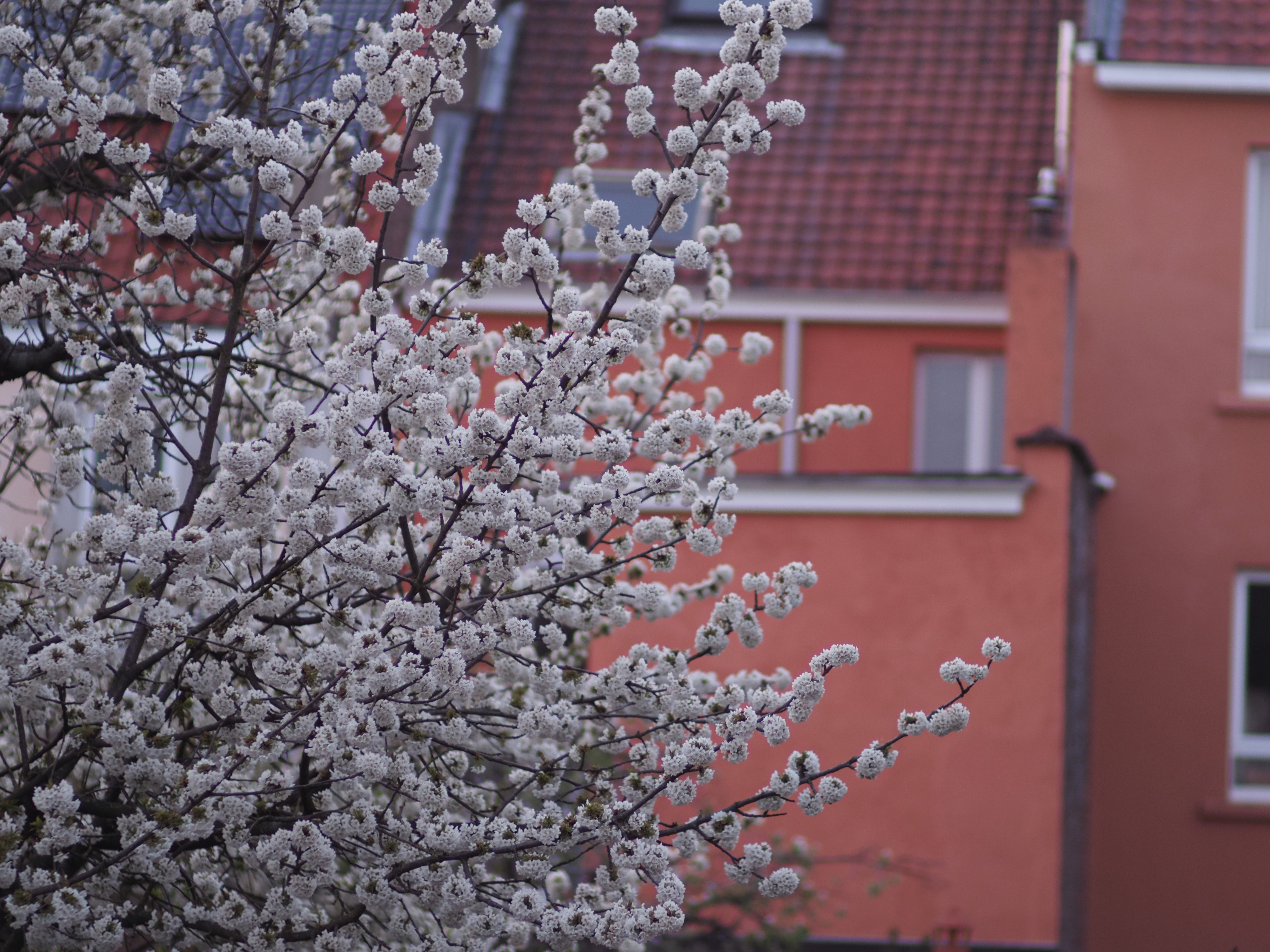 Cherry tree flowering, iso 200 1/60&quot;