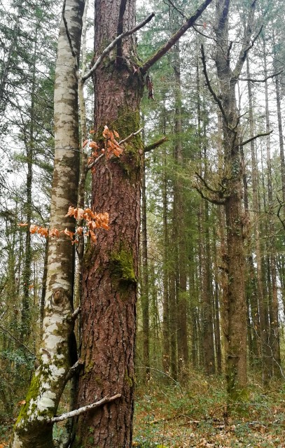 Love how close the pin tree and birch tree are .