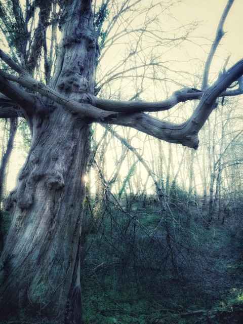 Human tree