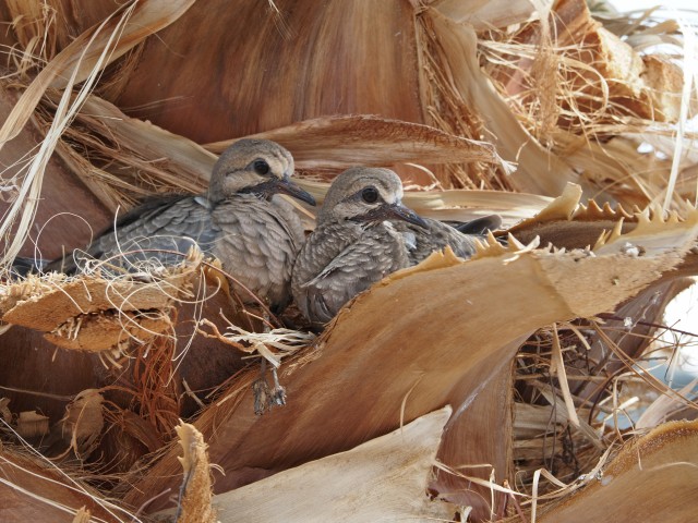 Maturing doves.