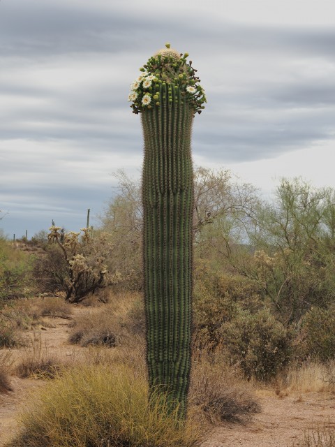 1.) Saguaro Cactus
