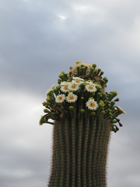 2.) Saguaro Cactus