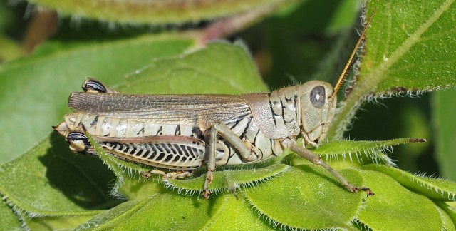 grasshopper7.jpg