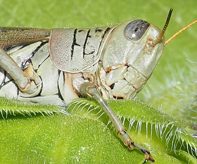 grasshopper8.jpg