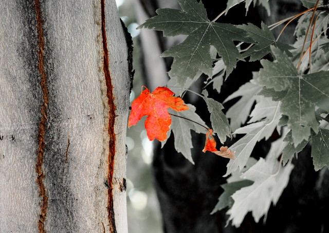 First Leaf #2..jpg