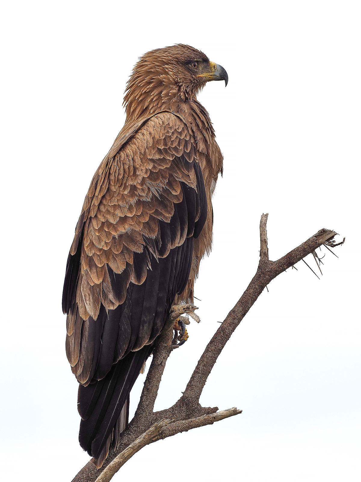 tawny_eagle.jpg