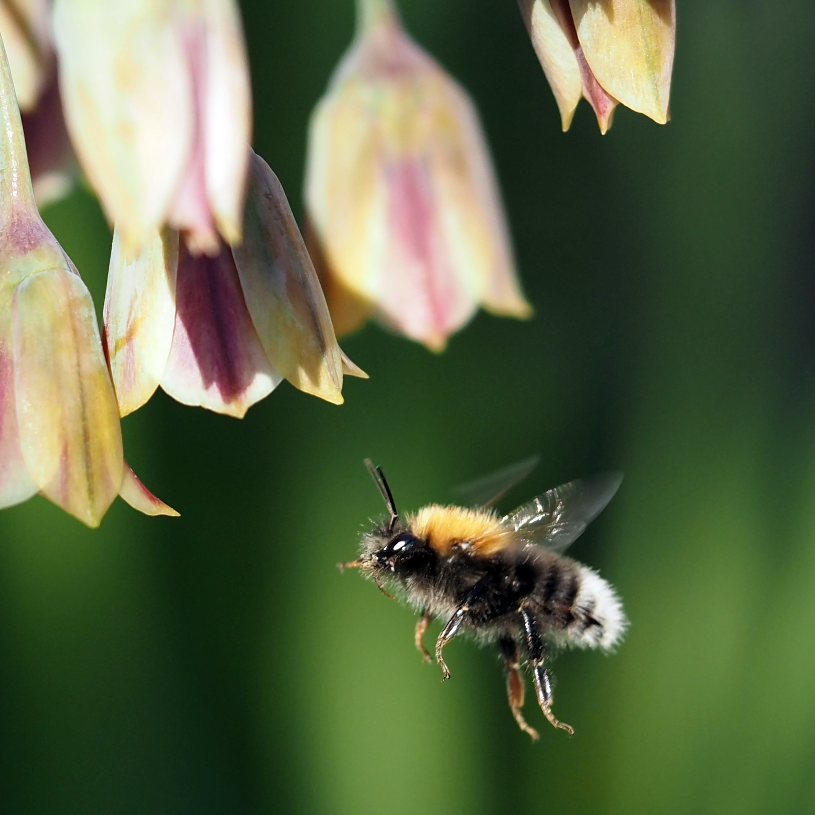 60mm Macro on EM5 Mk3