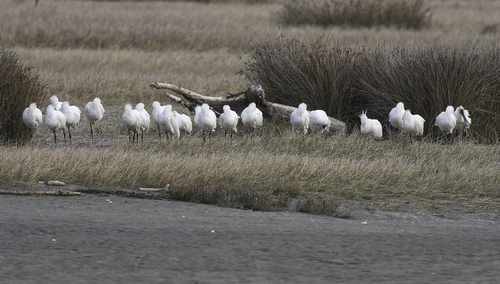 Quite a distance to this group. 1/800, f5.6 ISO 320, 420mm all shot with 300mm f4 plus 1.4 teleconverter