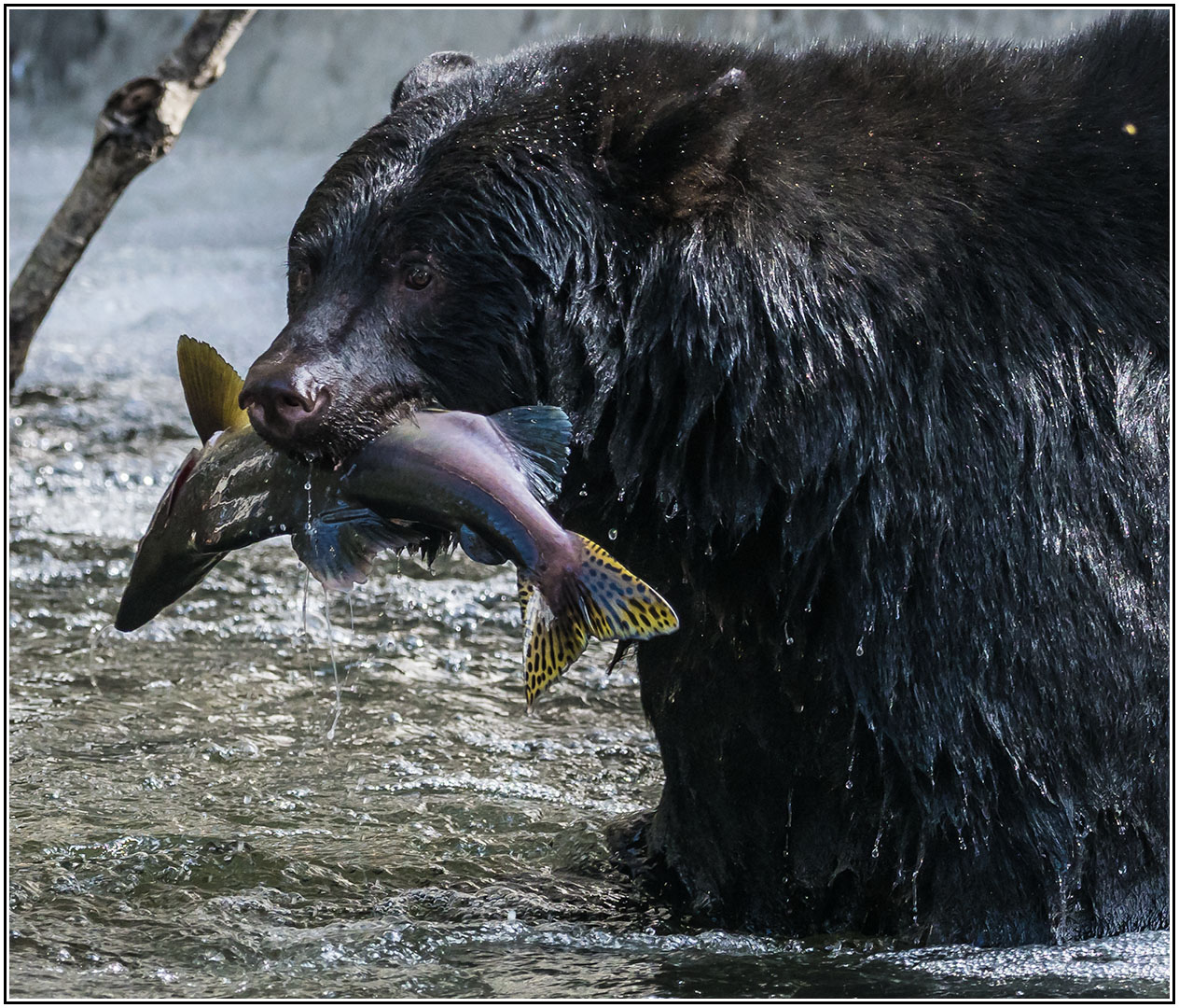 Fall Salmon spawn occurs Sept/Oct on Vancouver Island